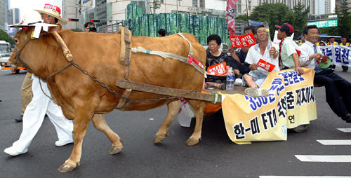 한-미 FTA 반대를 하고 있는 한우가 거리행진을 하고있다. 